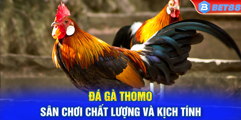 Đá Gà Thomo - Sân Chơi Chất Lượng Và Kịch Tính